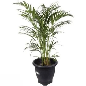 تصویر گیاه اریکا پر بوته 