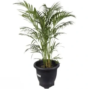 تصویر فروشگاه گلخانه فردوس