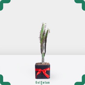 تصویر افوربیا قرمز کد P82 