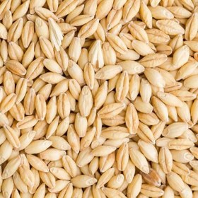 تصویر جوپوست کنده بسته بندی 1 کیلوگرمی شالیزارصادق 