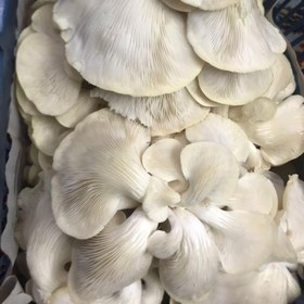 تصویر قارچ صدفی سفید تازه 1 کیلوگرم oyster mushroom