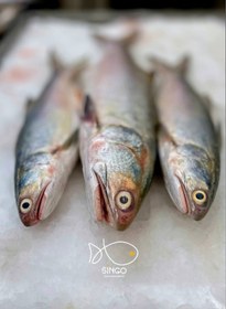 تصویر ماهی راشگو (راژگو) 