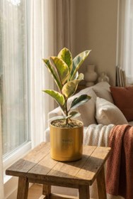 تصویر فیکوس یاقوتی کد 5005 