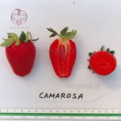 تصویر بذر توت فرنگی کاماروسا آرکا بذر ایرانیان Kamarosa Strawberry Arka Bazr Iranian Seeds