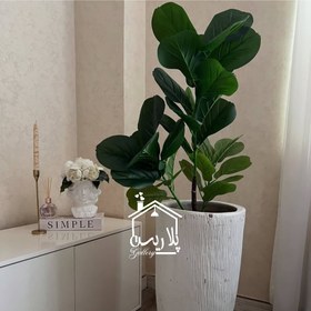 تصویر درختچه لیراتا 16176 