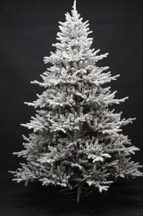 تصویر درخت کریسمس برف سنگین نوئل اروپایی 