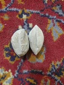 تصویر دوصدف کامل سالم 