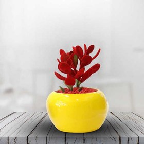 تصویر کاکتوس کراسولا 