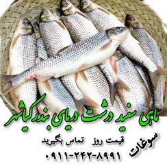 تصویر ماهی سفید تازه صید دریای شمال گیلان 