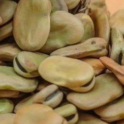 تصویر باقالی با پوست بهشهر درشت درجه یک ۵۰۰ گرمی 