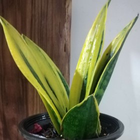 تصویر سانسوریا شعله طلایی Sansevieria trifasciata gold flame