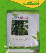 تصویر بذر خیار گلخانه ای جرار ۵۰۰ عددی پربار و مقاوم به ویروس 