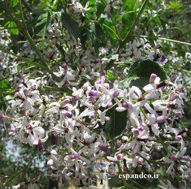 تصویر میوه زیتون تلخ Melia azedarach 