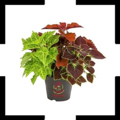 تصویر حسن یوسف سه رنگ – جلوه رنگارنگ برای گلدان و باغچه با ارسال سریع 