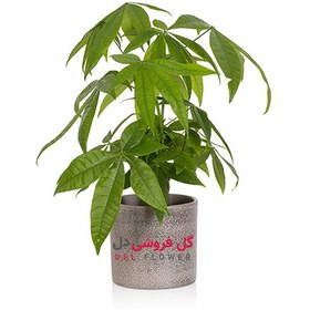 تصویر گیاه-پاچیرا-984A 