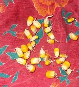 تصویر بذر ذرت مغان ۳۵ کیلویی 