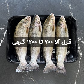 تصویر ماهی قزل آلا 700 تا 1200 گرمی کیلویی 