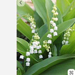تصویر ریشه گل موگه Lily of the valley
