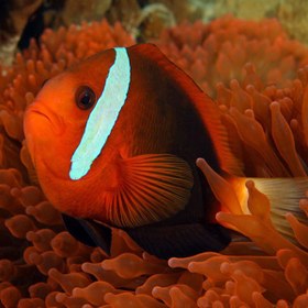 تصویر دلقک ماهی دارچینی - Anemonefish 