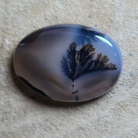 تصویر شجر قائن 