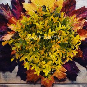 تصویر برگ شمشاد تکی 