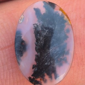 تصویر شجر مشکی Shajar paize