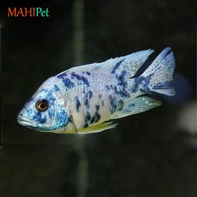 تصویر ماهی سیچلاید آلوانکارا 8 تا 10 سانتی متر 