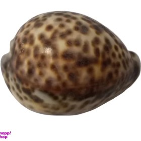 تصویر صدف تزئینی کد Rs22 