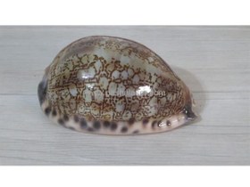 تصویر صدف کد 2334 