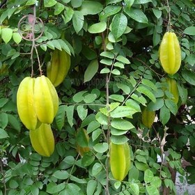 تصویر نهال استارفروت 3 ساله Starfruit plant