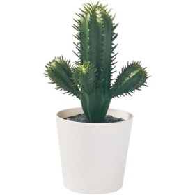 تصویر کاکتوس ایکیا 