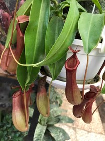 تصویر گیاه حشره خوار نپنتس 