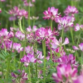 تصویر عسل اصل و طبیعی گون 