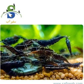 تصویر میگو مشکی کاردینیا 