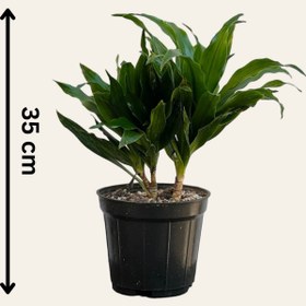 تصویر کامپکت 