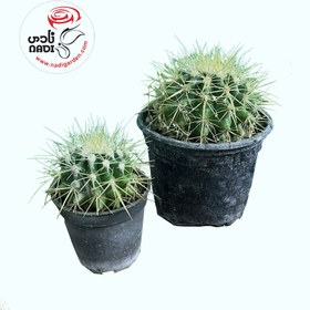 تصویر کاکتوس اچینو 