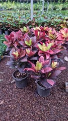 تصویر کروتون 