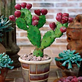 تصویر بذر کاکتوس اپونتیا یا گلابی خاردار 