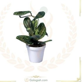 تصویر پتوس چرمی 