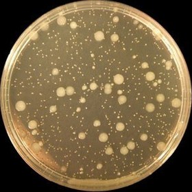 تصویر محیط کشت پلیت کانت آگار (PCA) کیولب - 100 گرم Plate count agar,Quelab