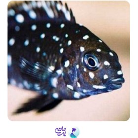 تصویر سیچلاید دبوسی 