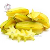 تصویر نهال استارفروت 3 ساله Starfruit plant