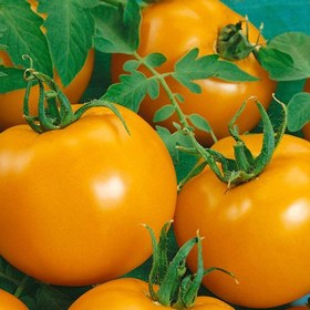 تصویر پودر گوجه فرنگی «زرد» 