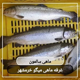 تصویر ماهی سالمون سایز متوسط تازه و صید روز (پک یک کیلویی) بسیار خوشمزه و لذیذ 