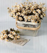 تصویر گل بابونه 