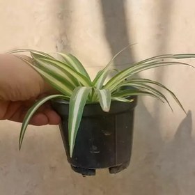 تصویر گیاه گندمی ابلق روشن سایز متوسط(spiderplant) 