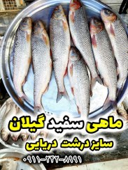 تصویر ماهی سفید درشت دریایی گیلان - بندر کیاشهر 