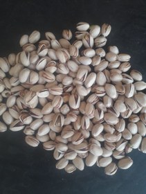 تصویر پسته کله قوچی درشت 