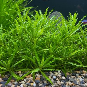 تصویر گیاه آبزی پوگستمون هلفری 