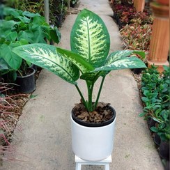 تصویر گیاه دیفن باخیا با گلدان سرامیکی 